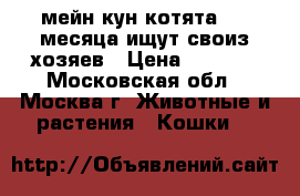 мейн-кун котята 1.5 месяца ищут своиз хозяев › Цена ­ 2 000 - Московская обл., Москва г. Животные и растения » Кошки   